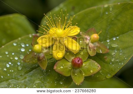 Yellow Hypericum Flower With Seed Capsule And Dew Drops