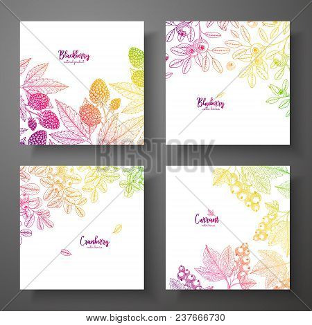 Set Of Colorful Botanical Cards With Berries. Great Design For Natural And Organic Products. Vector 