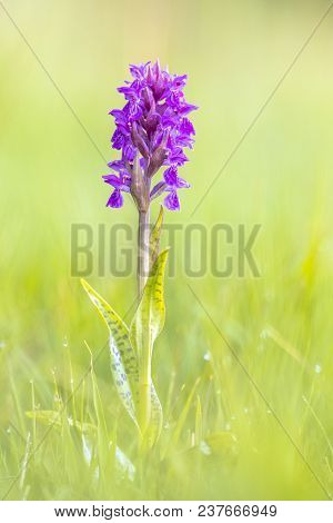 Brightly Colored Broad-leaved Marsh Orchid (dactylorhiza Majalis Subsp. Majalis) In The Dunes Of Wad