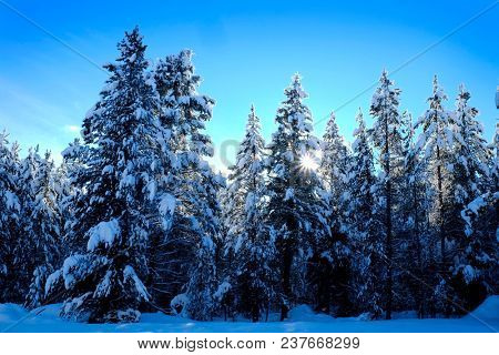 Winter scene of snowy forest pine trees with shunshine and blue sky