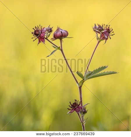 Purple Marshlocks (comarum Palustre). It Has A Circumboreal Distribution, Occurring Throughout North