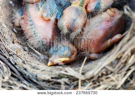Song Thrush Chicks Sitting In Nest