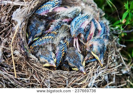 Song Thrush Chicks Sitting In Nest