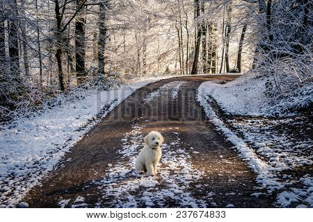 An Unpaved Forest Road With A Golden Doodle Sitting On A Cold Winter Day. The Fresh Snow Is Falling 