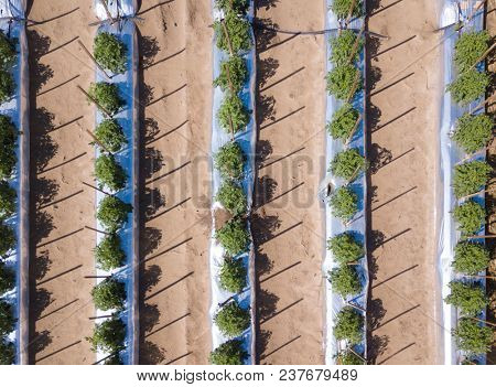 Straight down, aerial view of tomato crop growing in rows.