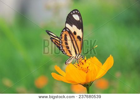 A Buterfly Walking On The Flowers In The Green Fields Of Spring