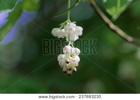 Flowers Of A European Bladdernut