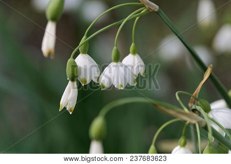 Summer Snowflake (leucojum Aestivum)