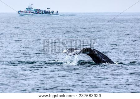 The Tail Of A Gray Whale Emerged Out Of The Water As Tourists Watched From A Boat In The Pacific Oce