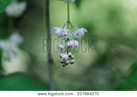 Flowers Of A European Bladdernut