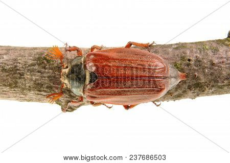 Cockchafer (melolontha Melolontha) On A White Background