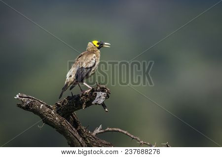 Wattled Starling In Kruger National Park, South Africa ; Specie Creatophora Cinerea Family Of Sturni