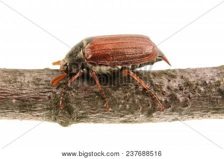 Cockchafer (melolontha Melolontha) On A White Background