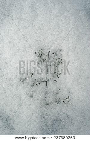Background - Dry Spikelet Of Bluegrass, Frozen In Snow