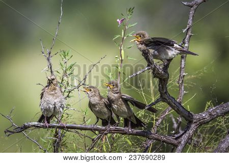 Wattled Starling In Mapungubwe National Park, South Africa ; Specie Creatophora Cinerea Family Of St