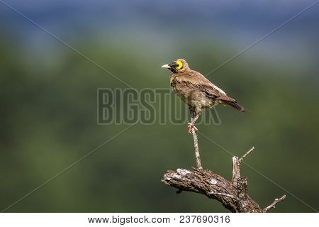Wattled Starling In Mapungubwe National Park, South Africa ; Specie Creatophora Cinerea Family Of St