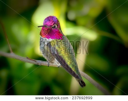 Annas Hummingbird On Branch Profile Pose Colorful