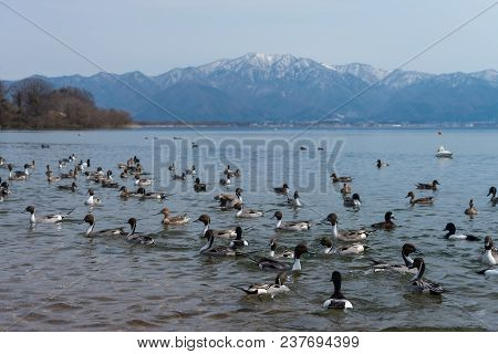 Group Of Eal Ducks Swimming On Clear Lagoon