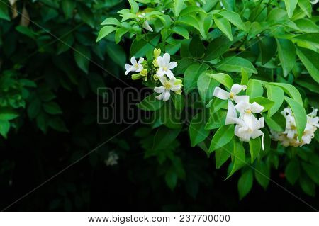 Philippine National Flower Is The Gardenia Flower Glass Or Sampaguita Jasmine Flowers.