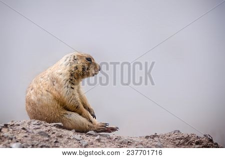 Rodent Of The Mexican Border Seated On The Rocks In A Waiting Position.