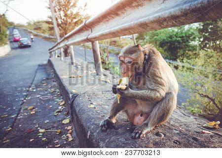 Animal Life. Long-tailed Macaque (macaca Fascicularis) Eating Banana Which People Bring To It. Jungl