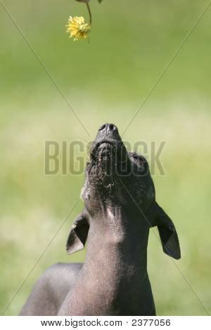 Cachorro olhando para flor