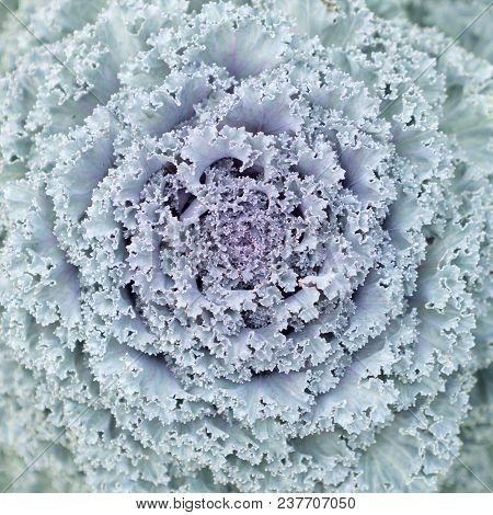 Close Up Beautiful Longlived Cabbage Flower In Garden Background, Pula Tree On Farm.