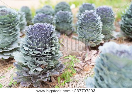 Close Up Beautiful Longlived Cabbage Flower In Garden Background, Pula Tree On Farm.