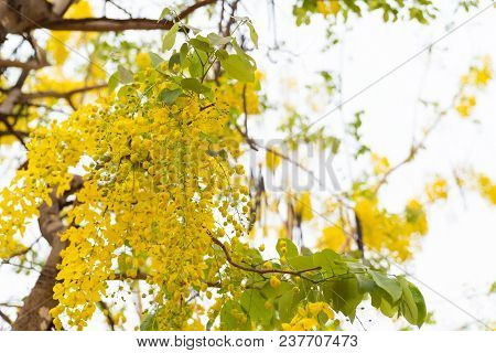 Beautiful Cassia Fistula Flower On White Sky Background. Asia Tree Background.