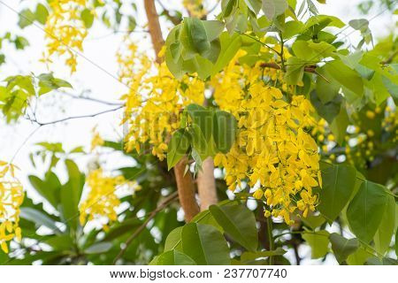 Beautiful Cassia Fistula Flower On White Sky Background. Asia Tree Background.