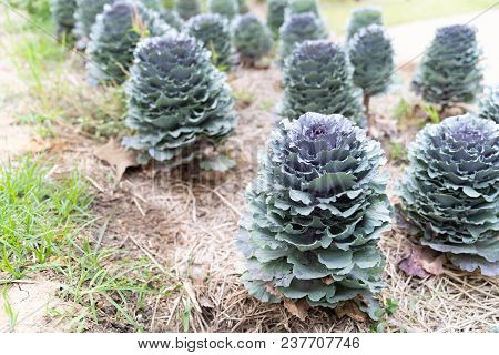 Close Up Beautiful Longlived Cabbage Flower In Garden Background, Pula Tree On Farm.
