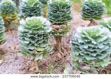 Close Up Beautiful Longlived Cabbage Flower In Garden Background, Pula Tree On Farm.