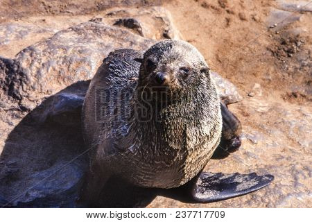 Cape Fur Seal (arctocephalus Pusillus) Cape Cross, Namibia, Africa