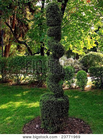 Vormige boom plant