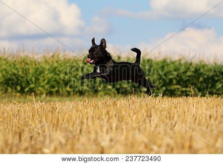 Small Mixed Dog Is Flyin Over A Stubble Field