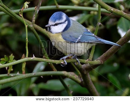 He Eurasian Blue Tit Is A Small Passerine Bird In The Tit Family, Paridae. It Is Easily Recognisable