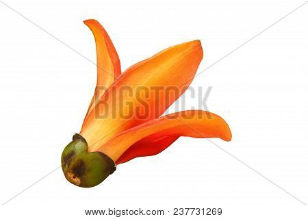 Silk Cotton Or Shving Brush Isolated Clipping Path.