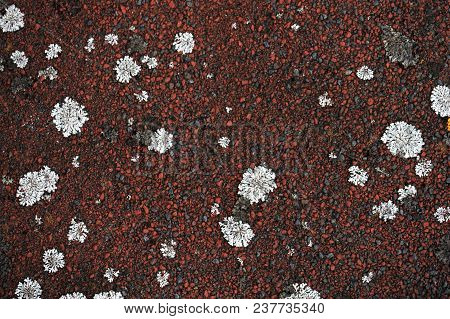 The Lichen Which Grows On A Roof Creates Bright And Unique Abstarktny Patterns