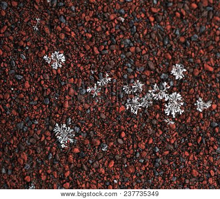 The Lichen Which Grows On A Roof Creates Bright And Unique Abstarktny Patterns