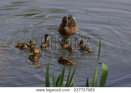 A female duck with its ducklings which swim quietly some behind the others. They are in the pond of 