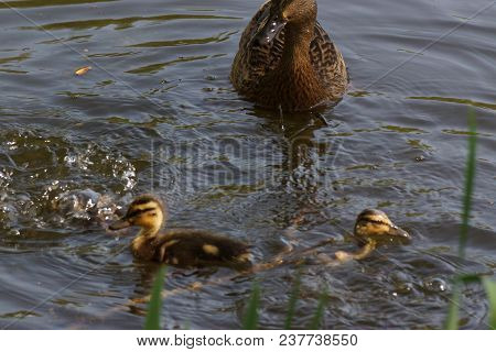 A Female Duck With Its Ducklings Which Swim Quietly Some Behind The Others. They Are In The Pond Of 