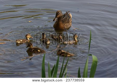 A Female Duck With Its Ducklings Which Swim Quietly Some Behind The Others. They Are In The Pond Of 