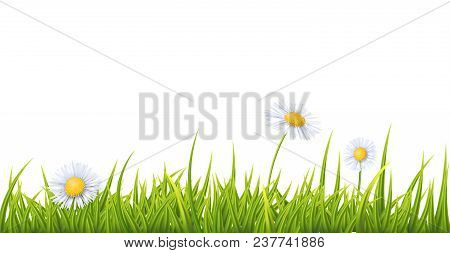 Grass With White Fleabane Flowers
