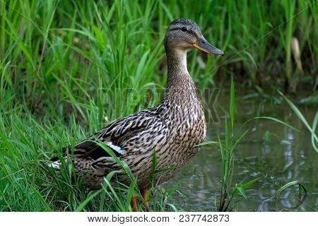Female Mallard Duck In Grass On The Bank Of A River In Russia