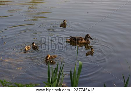 A Female Duck With Its Ducklings Which Swim Quietly Some Behind The Others. They Are In The Pond Of 