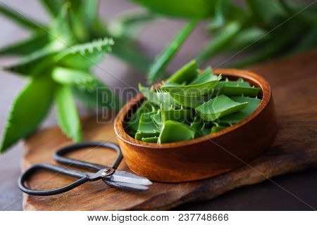 aloe vera on dark background - alternative medicine