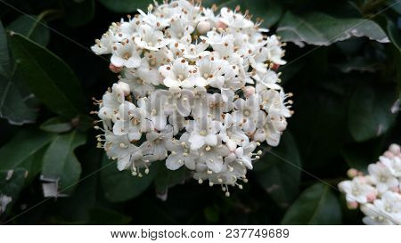 Spring White Shrub Prunifolium Viburnum Surrounded By Green Leaves
