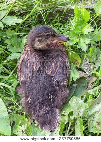 Feather Development Detail On A 4 Week Old Female Mallard Juvenile Duck. Overhead View Of Feather Gr