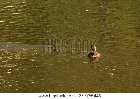 A Female Duck And Its Duckling Which Swims In The Lake Of The Pond Of The Mute. The Sun Shines. The 