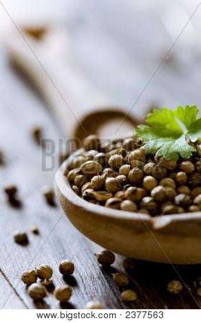 Semillas de cilantro